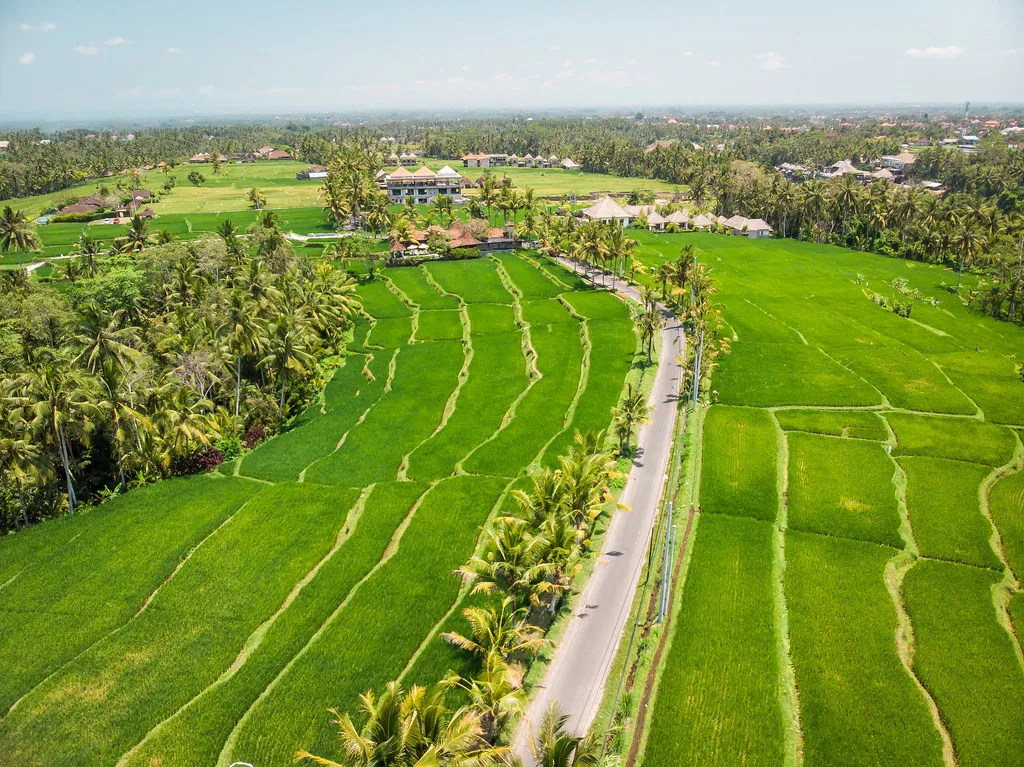 Terraced rice fields divided into plots in West Sumatra